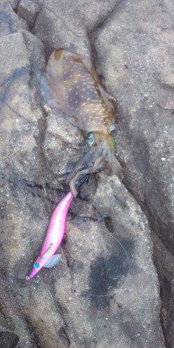 太地くじら浜公園でのエギング釣果、夕方にヒット！