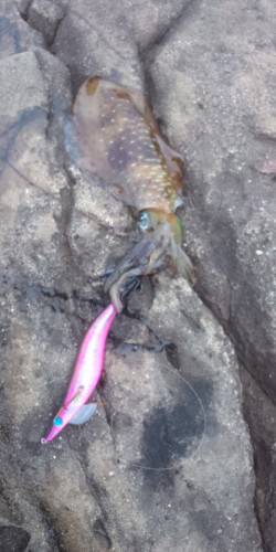 太地くじら浜公園でのエギング釣果、夕方にヒ…