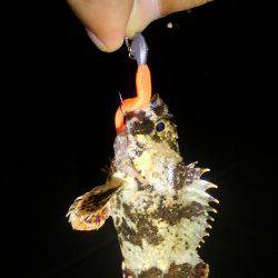 魚住漁港でガシリング、アッパーカットでHIT！