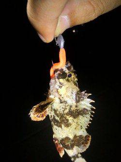 魚住漁港でガシリング、アッパーカットでHIT！