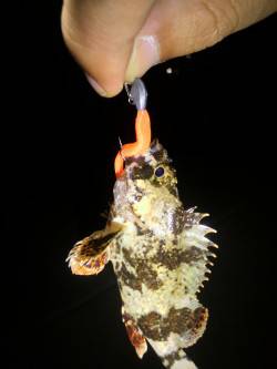 魚住漁港でガシリング、アッパーカットでHI…