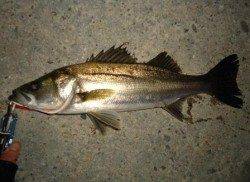 貝塚 ルアーでシーバス〜50cm6匹☆ 気温の安定を期待