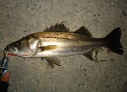 貝塚 ルアーでシーバス〜50cm6匹☆ 気…