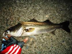 貝塚　一週間ぶりの釣行でシーバス65cm