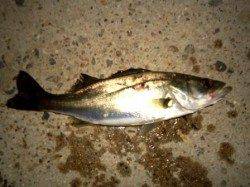 貝塚　先行者がシーバス60upの中チーバスがヒット