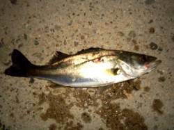 貝塚　先行者がシーバス60upの中チーバス…