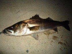 貝塚　日没後にシーバス70cmがヒット！