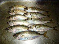 貝塚　アジングでアジ〜23cm10匹！アジの季節到来☆