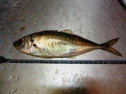 貝塚　アジングでアジ〜23cm10匹！アジの季節到来☆