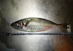 貝塚人工島でアジング、今日は渋かった・・・…