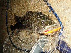 貝塚　同行の釣友がルアーでシーバス75＆60cmゲット！