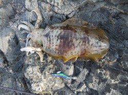 串本東部エリア、デイエギングでキロアップ ↑