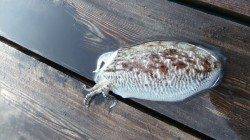 高浜北部エリアでエギング、コウイカは良く釣れます！