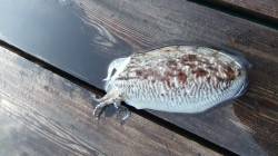 高浜北部エリアでエギング、コウイカは良く釣…