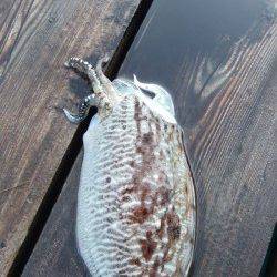 高浜北部エリア　連日釣行でエギング×コウイカ　エサでキスなど