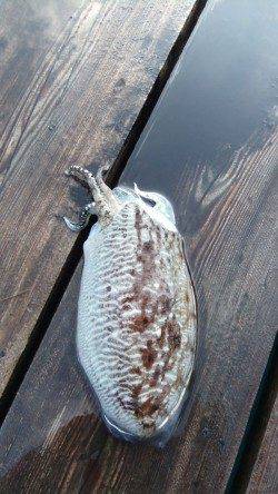 高浜北部エリア　連日釣行でエギング×コウイカ　エサでキスなど