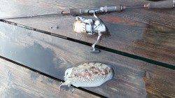 高浜北部エリアでエギング、コウイカは良く釣れます！