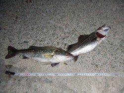 西宮浜　バチ抜けのシーバス狙いで35cm2匹