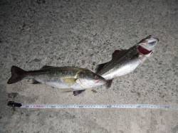 西宮浜　バチ抜けのシーバス狙いで35cm2…