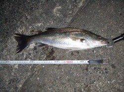 西宮浜　赤潮状態もバチ抜けシーバス42・37cmがヒット！