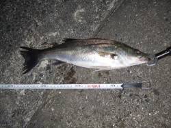 西宮浜　赤潮状態もバチ抜けシーバス42・3…