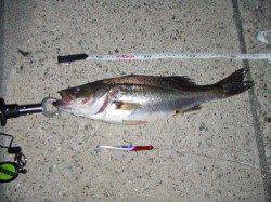 西宮浜　赤潮状態もバチ抜けシーバス42・37cmがヒット！