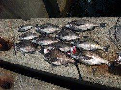 大阪市エリア、フカセ釣り数も型も良くいい釣行