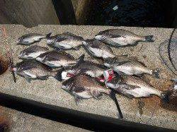 大阪市エリア、フカセ釣り数も型も良くいい釣行