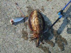 印南港　ヤエンでコウイカ800g☆