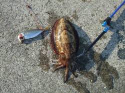 印南港　ヤエンでコウイカ800g☆