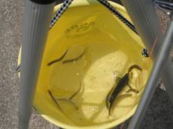 小浜港 サビキで稚鮎80匹　他、イワシ、ハ…