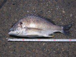 助松埠頭でエビ撒き釣り、11:30にキビレがHIT