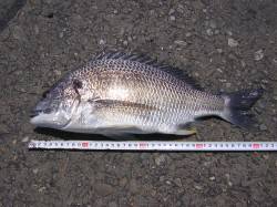 助松埠頭でエビ撒き釣り、11:30にキビレ…