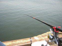 助松埠頭でエビ撒き釣り、11:30にキビレがHIT