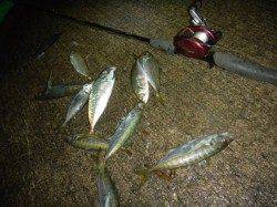 香住西港　ファミリーで夜釣りへ　サビキでアジ〜23cm11匹