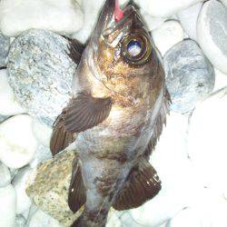 りんくう フロート+ジグヘッドでメバル合計16匹の釣果☆