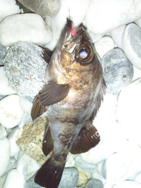 りんくう フロート+ジグヘッドでメバル合計16匹の釣果☆