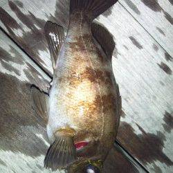 大阪南港 満潮からの下げ潮狙いのメバリングでメバル24.5cm