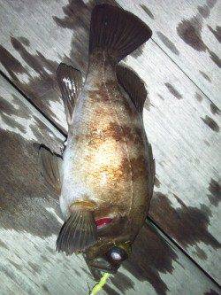 大阪南港 満潮からの下げ潮狙いのメバリングでメバル24.5cm