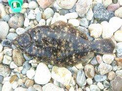 松帆の浦で投げ釣り、マコガレイが朝2投目にヒット！