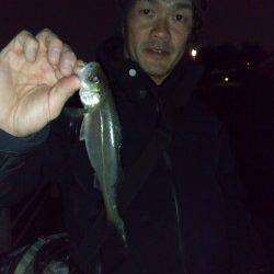 大阪南港 満潮からの下げ潮狙いのメバリングでメバル24.5cm