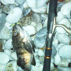 満潮下げ狙いメバル釣行 in りんくう