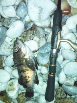 満潮下げ狙いメバル釣行 in りんくう