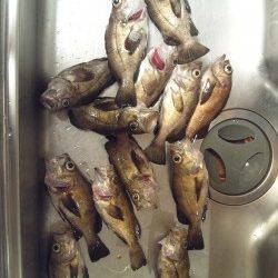 満潮下げ狙いメバル釣行 in りんくう