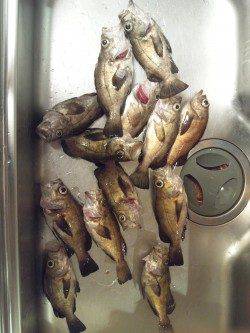 満潮下げ狙いメバル釣行 in りんくう