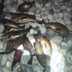 りんくう フロート+ジグヘッドでメバル合計16匹の釣果☆