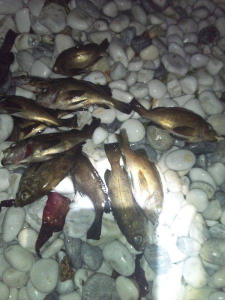 りんくう フロート+ジグヘッドでメバル合計…