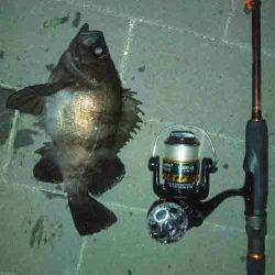 大阪南港　夜10時からのメバリングでメバル24cm