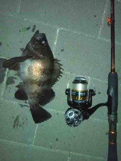 大阪南港　夜10時からのメバリングでメバル24cm