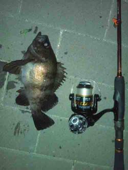 大阪南港　夜10時からのメバリングでメバル…